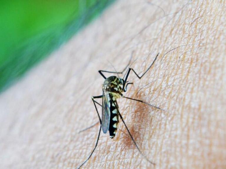 Brasil chega a 62 mortes e 408 mil casos prováveis de dengue