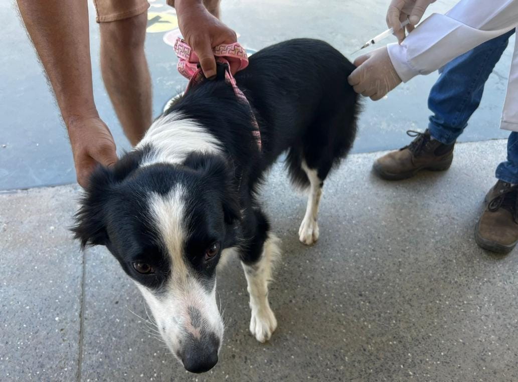 VACINA ANTIRRÁBICA Mais de 12,2 mil animais já foram vacinados; amanhã tem ação itinerante 