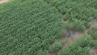 Cadaver é localizado em plantação as margens da MT-140 em Sinop