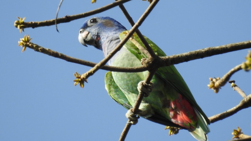 Curso gratuito de birdwatching capacita novos observadores e movimenta o ecoturismo em Sinop