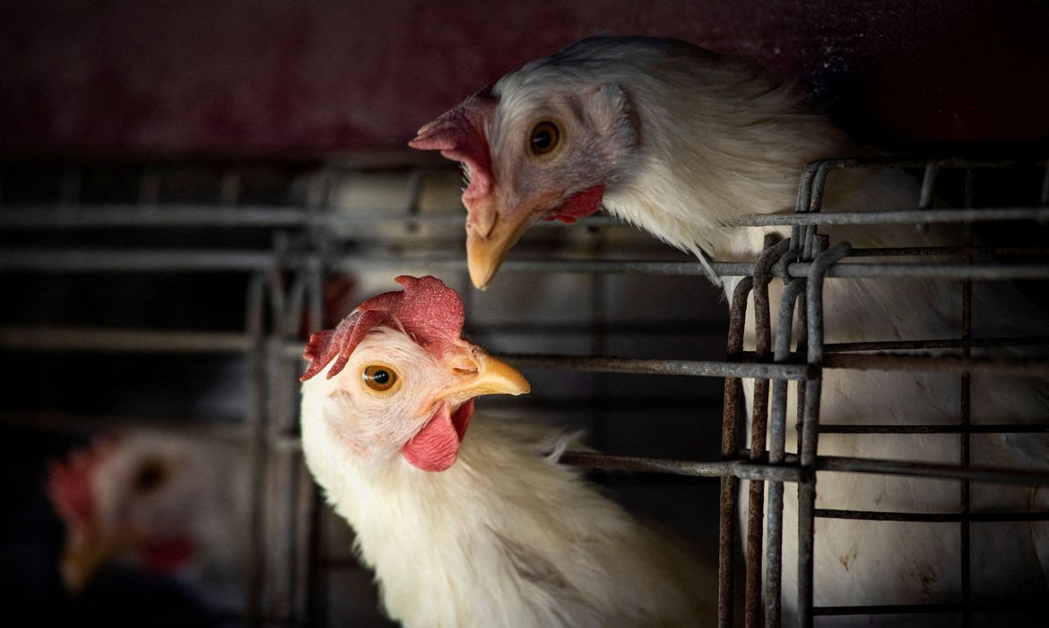Gripe aviária: 17 países suspendem restrição à carne brasileira