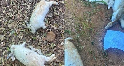30 Coelhos usados Pela APAE  em terapias são mortos a pauladas em Peixoto de Azevedo