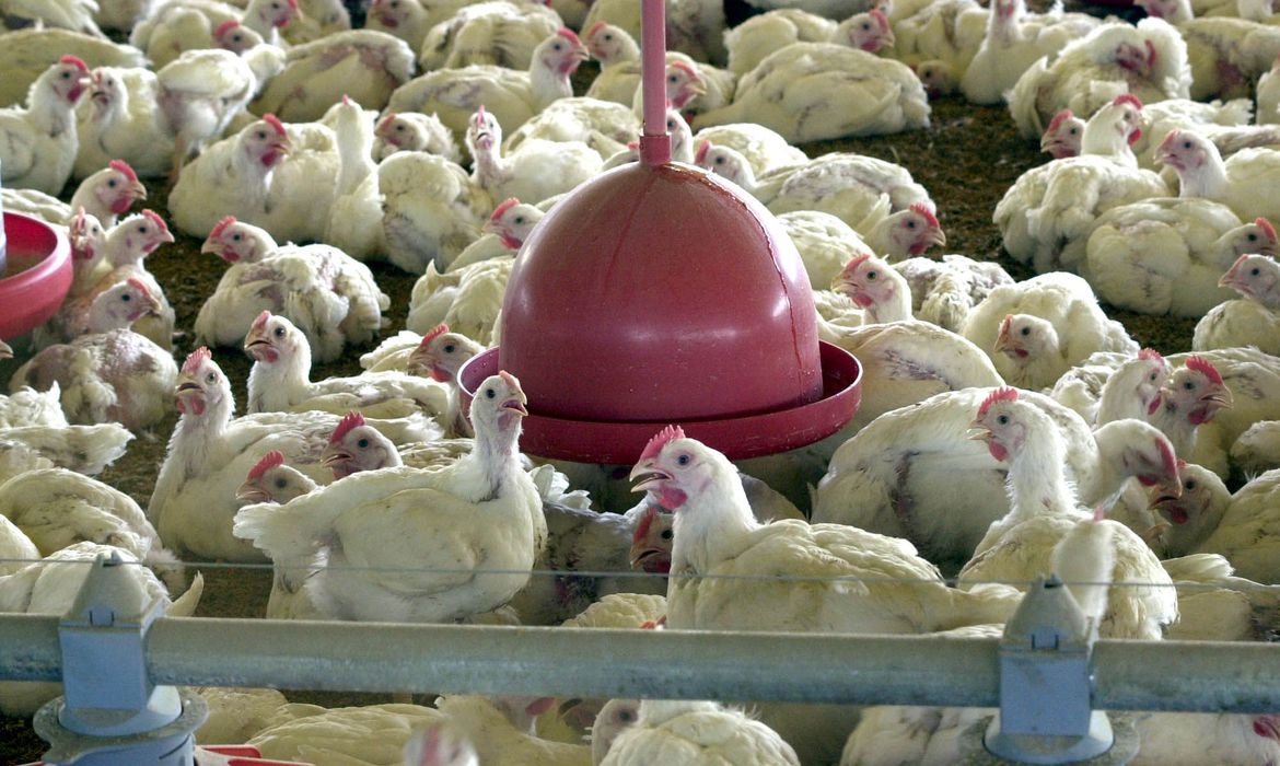 Peru, Jordânia e Hong Kong retomam compra de carne de frango do Brasil
