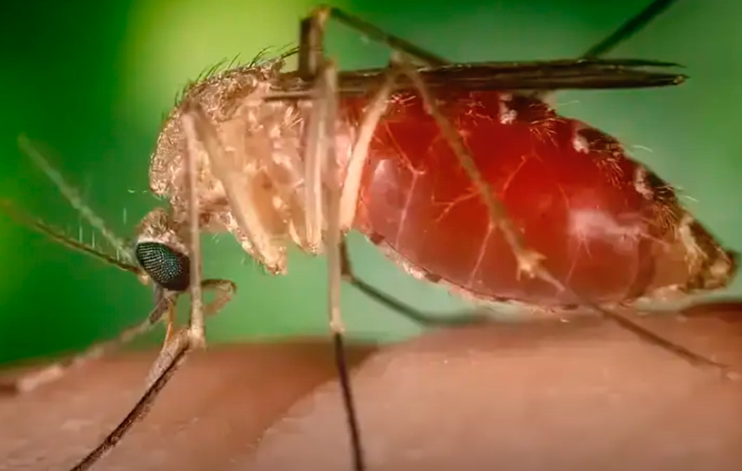 Antes restrita à Amazônia, febre oropouche se espalha pelo país