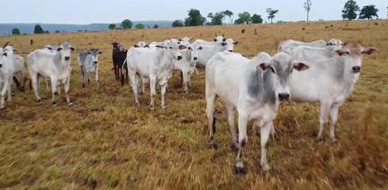 Fazendeiro é preso após furtar 33 cabeças de gado