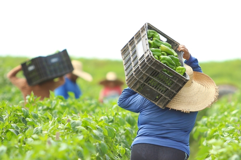 Prefeitura de Sinop passa a oferecer inscrição no Cadastro Nacional da Agricultura Familiar (CAF)