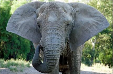 Elefanta africana Kenya morre após cinco meses no Santuário Nacional de Chapada