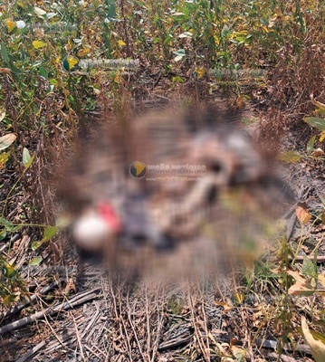 Encontrado em estrada rural de Sinop Corpo em avançado estado de decomposição