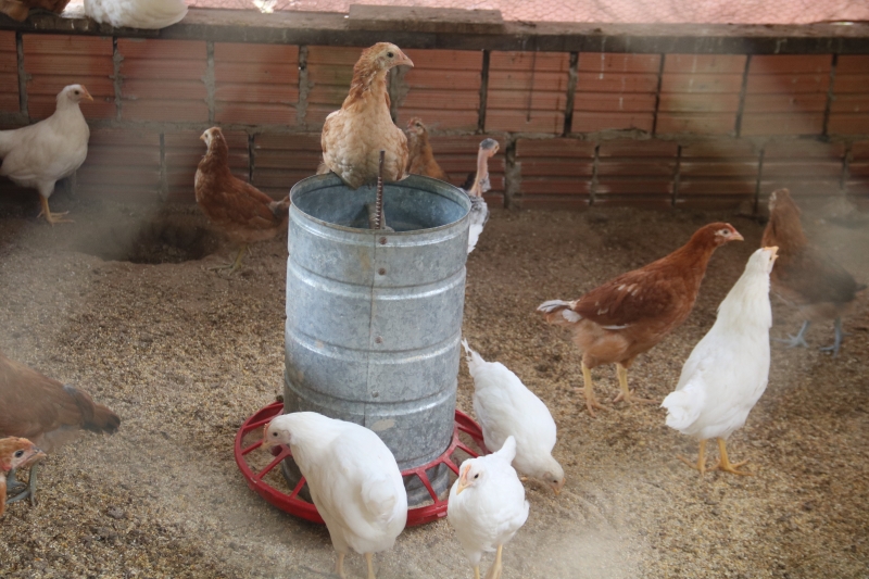 Prefeitura de Sinop desenvolve projeto de microcrédito que fortalece a agricultura familiar e gera renda no campo