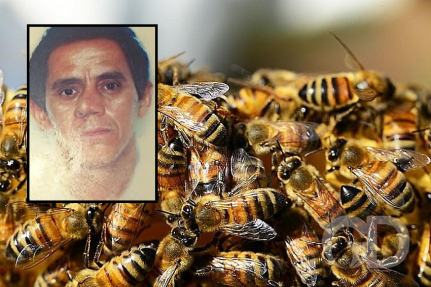 Trabalhador morre após ser atacado por abelhas em fazenda
