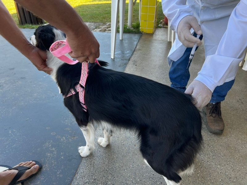 Prefeitura de Sinop retoma vacinação antirrábica no Centro de Endemias nesta quinta-feira (5)