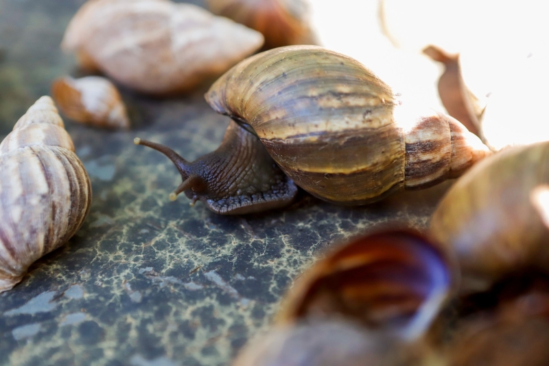 Prefeitura de Sinop orienta população sobre cuidados com caramujos africanos durante o período chuvoso