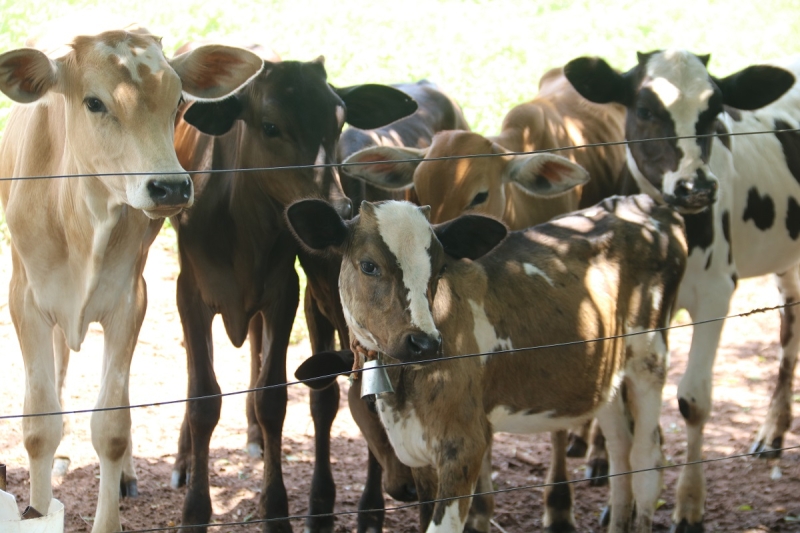 Prefeitura de Sinop oferta serviços veterinários gratuitos para fortalecer a produção rural