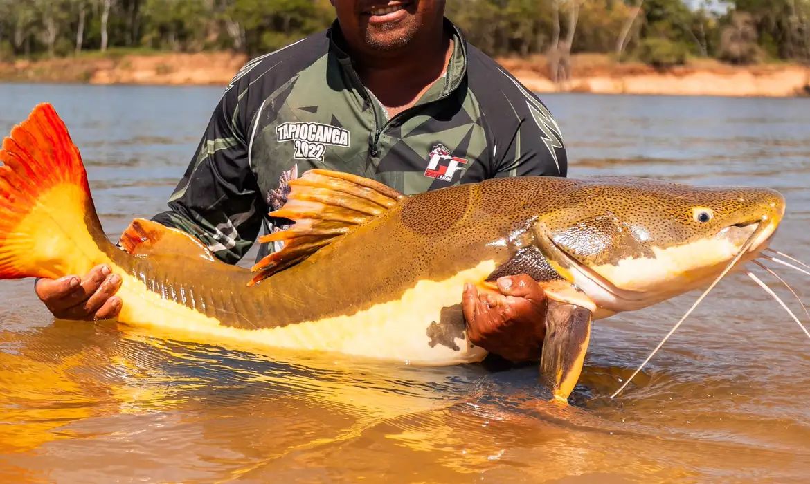 COP15 aprova maior proteção de bagres gigantes da Amazônia e ariranhas