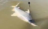 Xingu: Justiça barra pesca esportiva e amplia investigação em MT