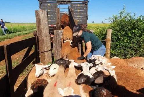 MT agora tem o seu primeiro frigorífico de ovinos com certificação para venda nacional
