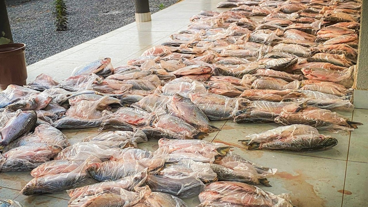 Dupla é presa em flagrante com 1 tonelada de matrinchã e multada em R$ 105 mil 