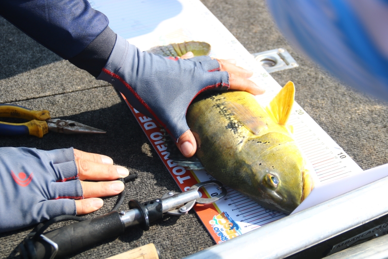 Festeja Sinop: 6ª edição do Torneio de Pesca Esportiva é neste sábado (5) e domingo (6) na Praia do Cortado