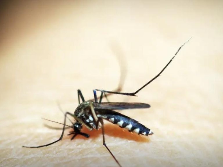 Mudanças climáticas já causam aumento de doenças infecciosas no país