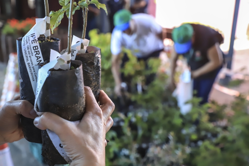 Projeto Cultivando Saúde incentiva prevenção à dengue no Dia de Finados em Sinop