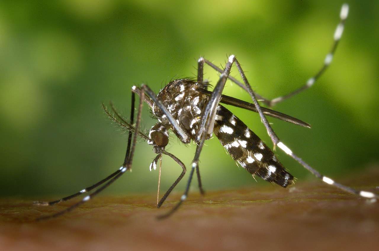 Secretaria de Saúde prepara mutirão de inspeção contra dengue no Daury Riva