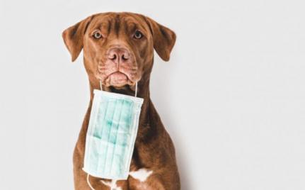 Mesmo sem transmitir covid, cuidado com animais deve ser reforçado