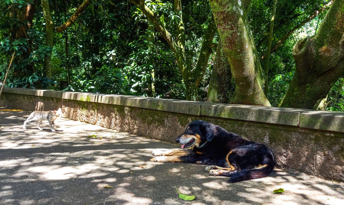 Cães e gatos também são considerados espécies invasoras no Brasil